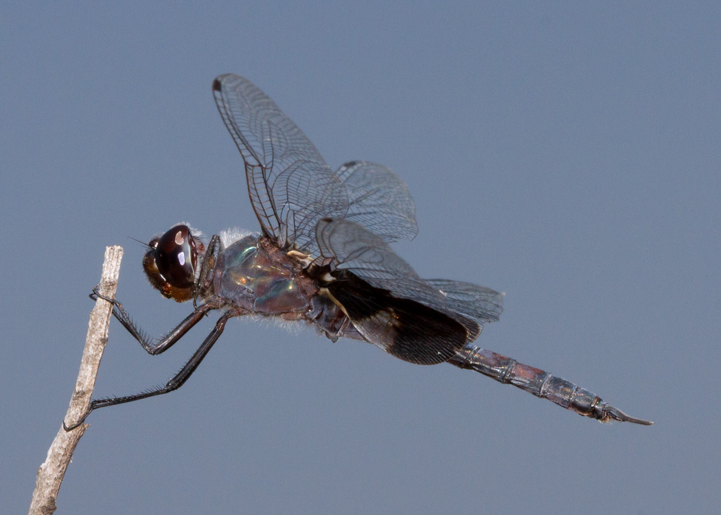 Black Saddlebags