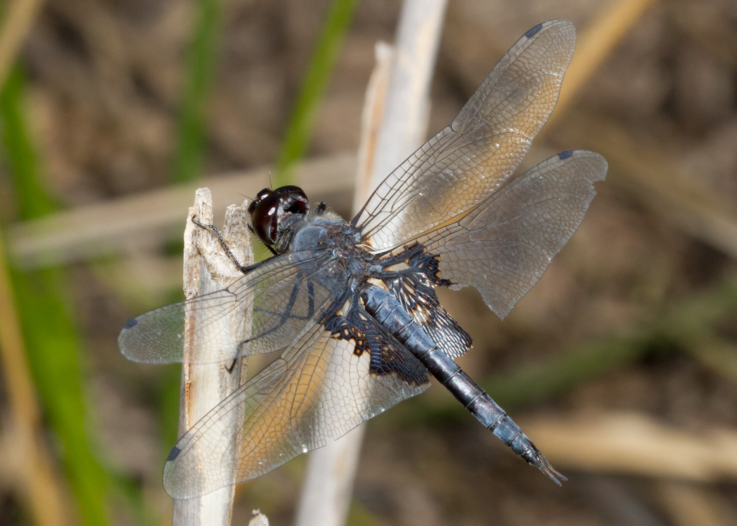 Black Saddlebags