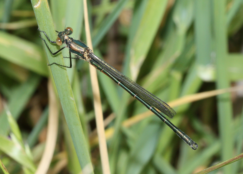 Black Spreadwing