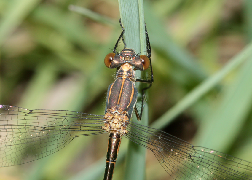 Black Spreadwing