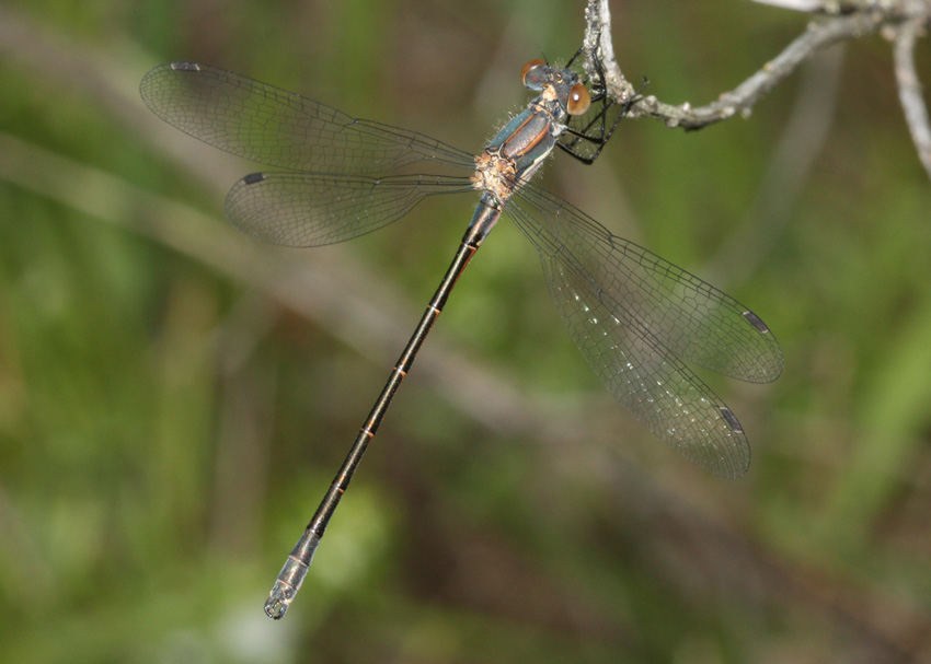 Black Spreadwing