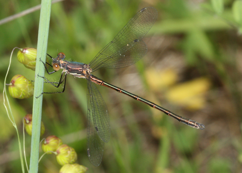 Black Spreadwing