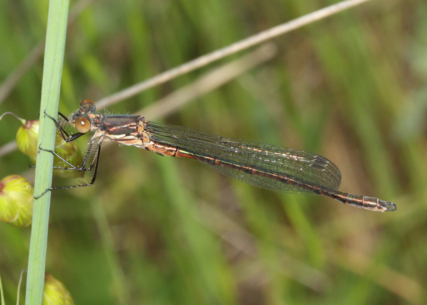 Black Spreadwing