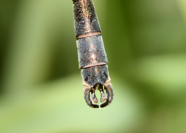 Black Spreadwing