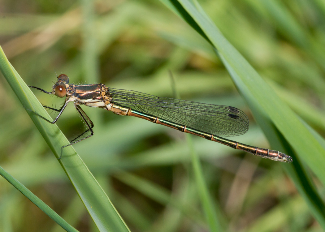 Black Spreadwing