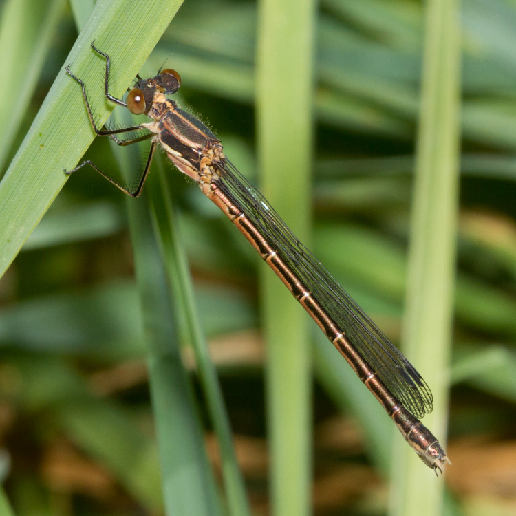 Black Spreadwing