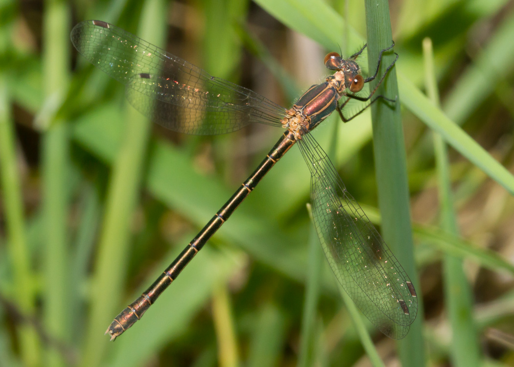 Black Spreadwing