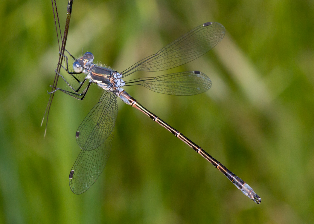 Black Spreadwing