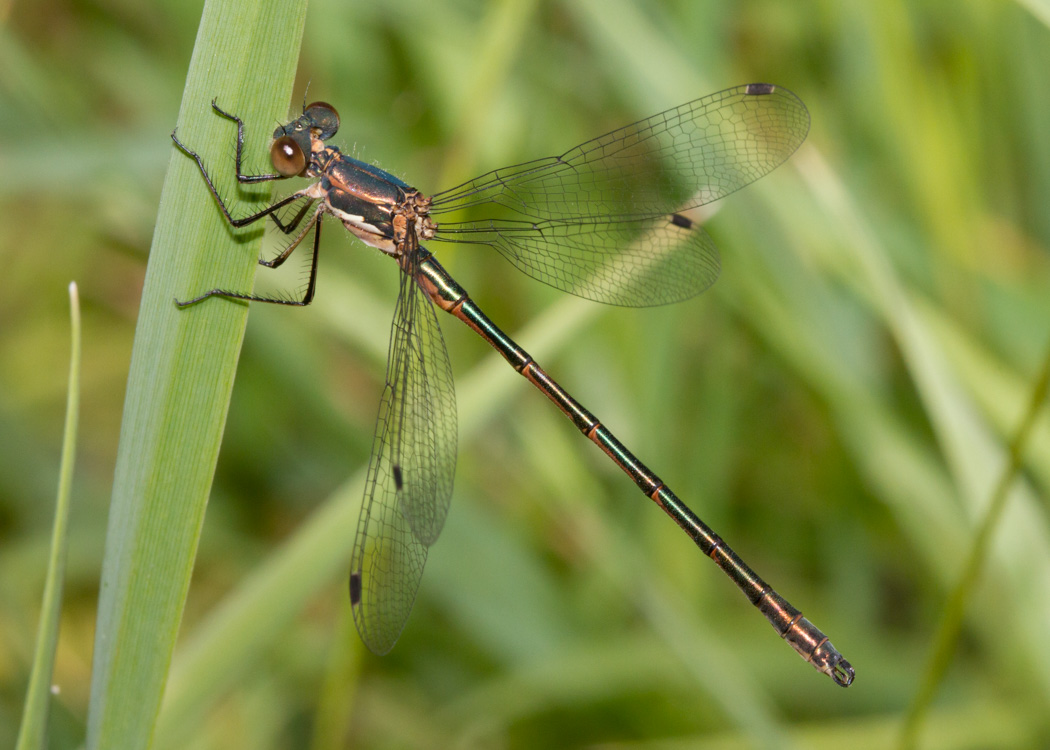 Black Spreadwing