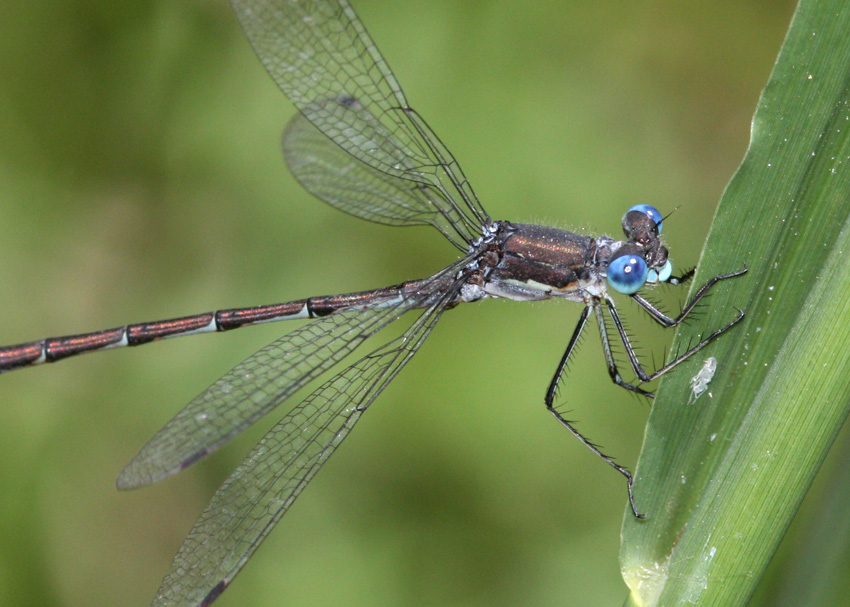 Black Spreadwing