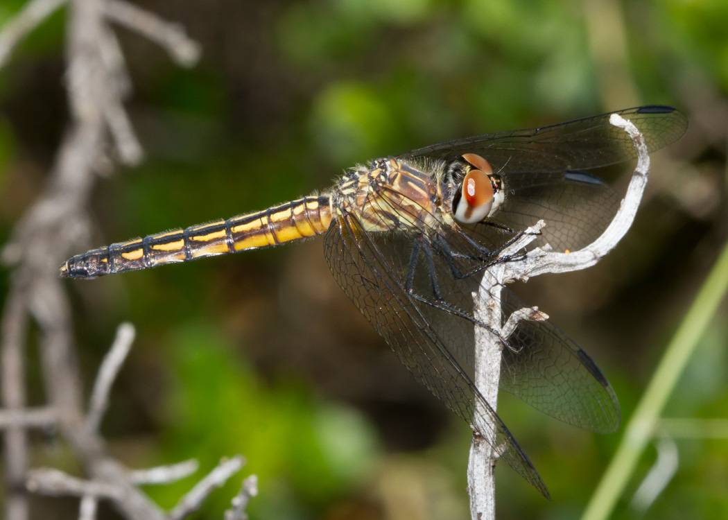 Blue Dasher