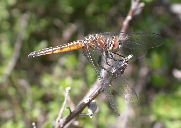 Blue Dasher