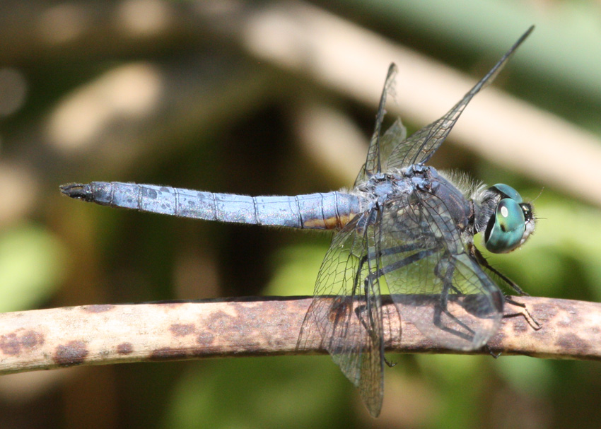 Blue Dasher