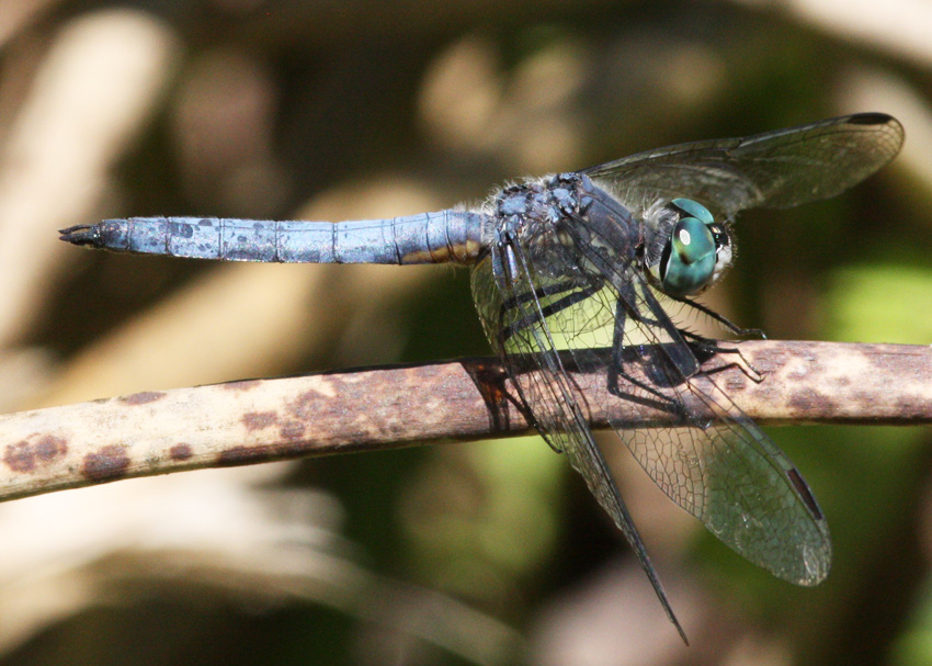 Blue Dasher