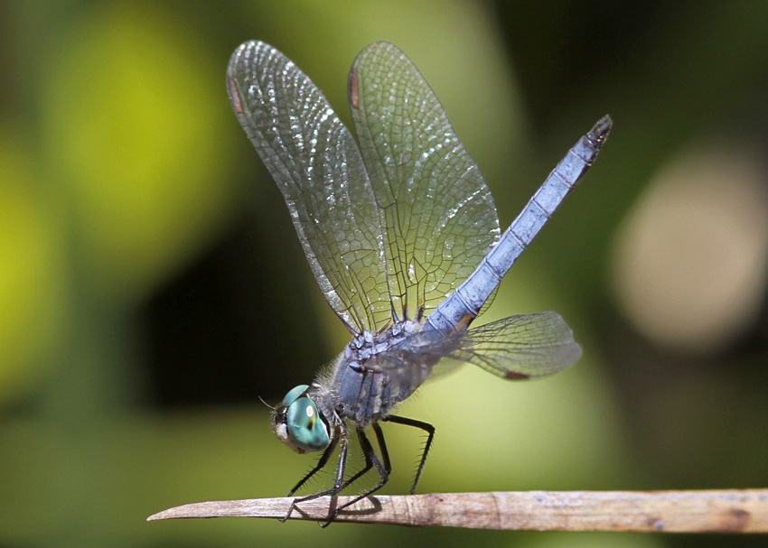 Blue Dasher