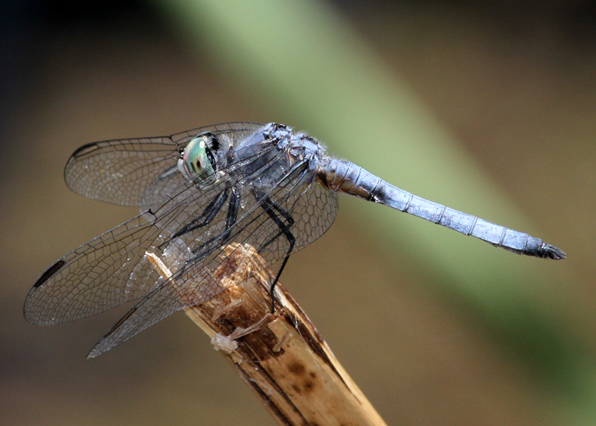 Blue Dasher