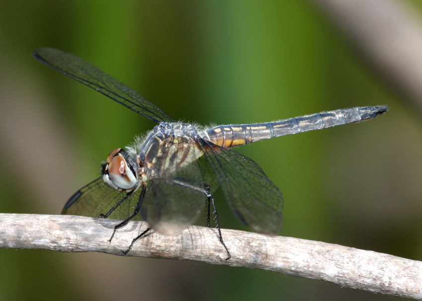 Blue Dasher