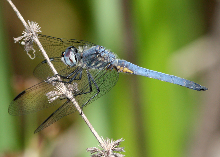 Blue Dasher