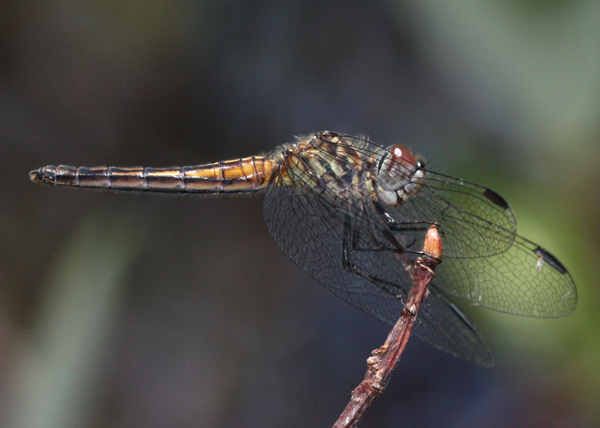 Blue Dasher