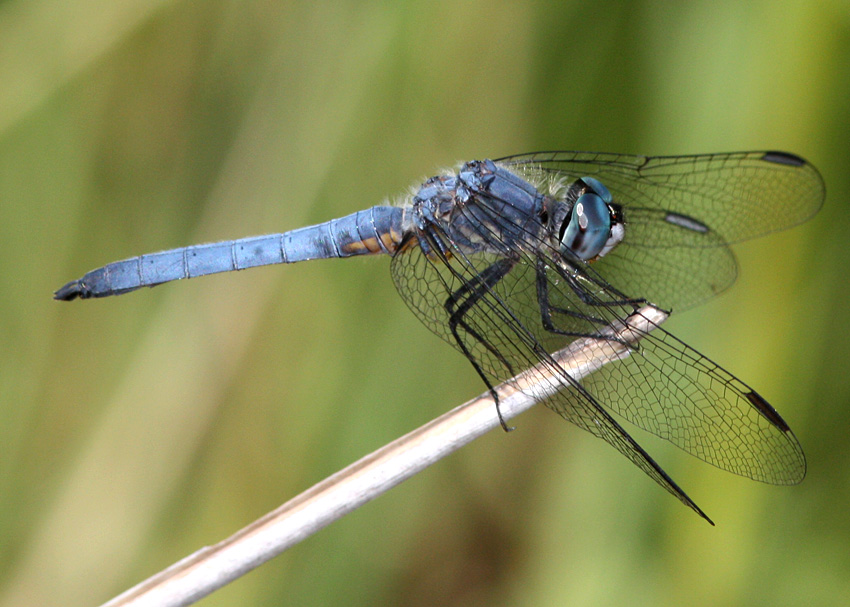 Blue Dasher