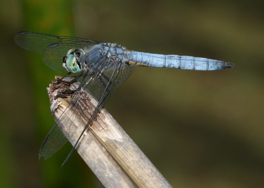 Blue Dasher