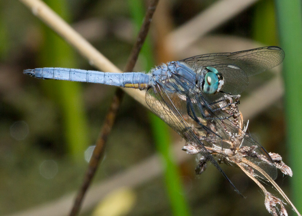 Blue Dasher