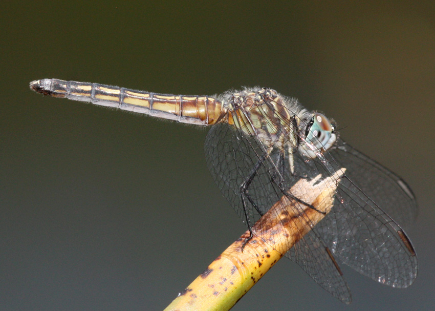 Blue Dasher