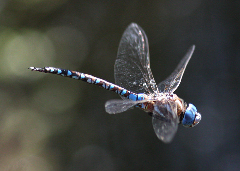 Blue-eyed Darner