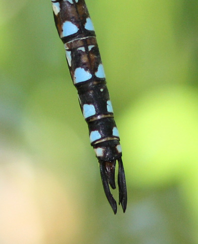 Blue-eyed Darner