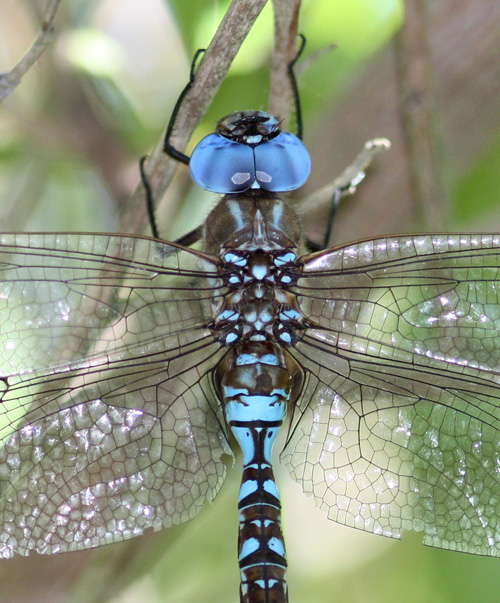 Blue-eyed Darner