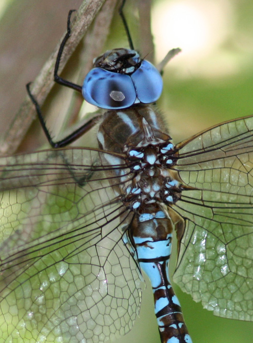 Blue-eyed Darner