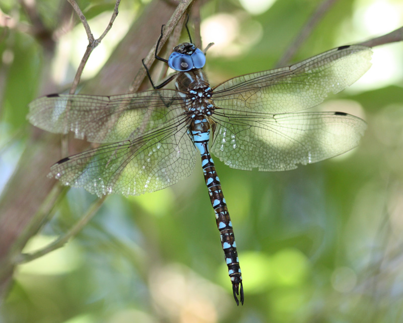 Blue-eyed Darner