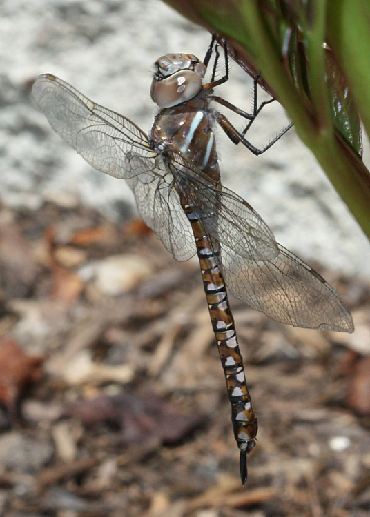 Blue-eyed Darner