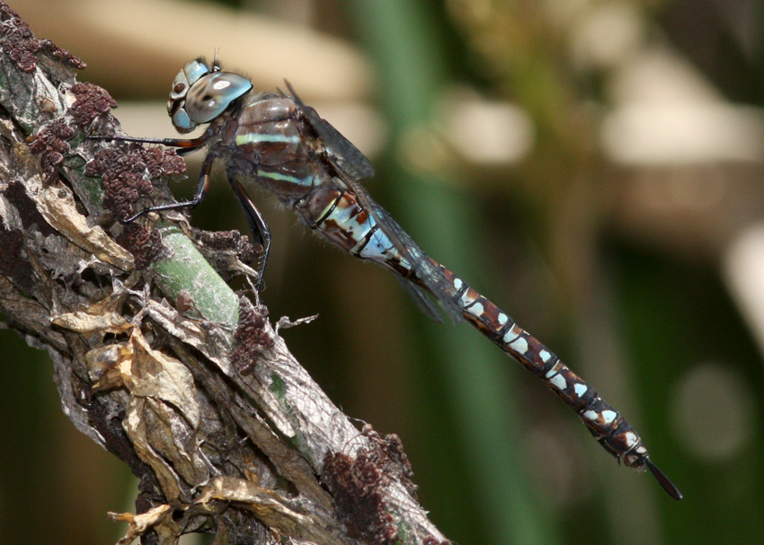 Blue-eyed Darner