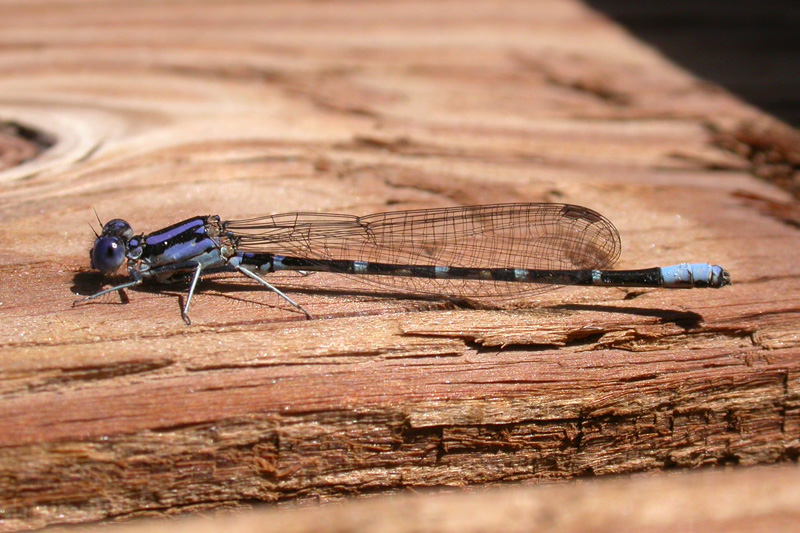 Blue-ringed Dancer