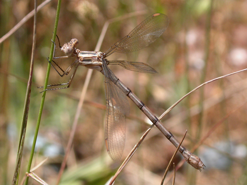 California Spreadwing