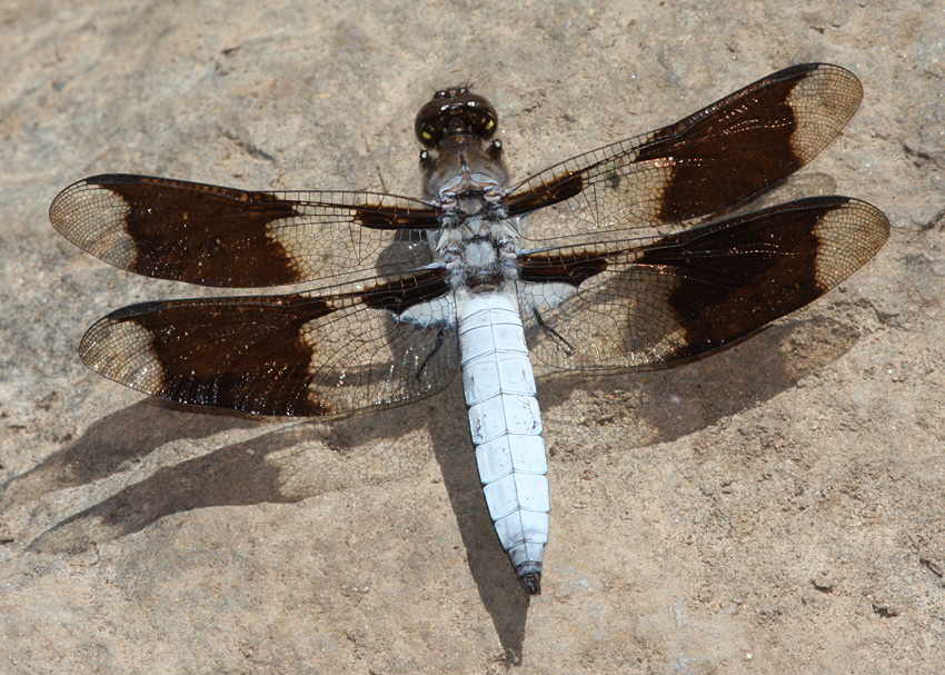 Common Whitetail