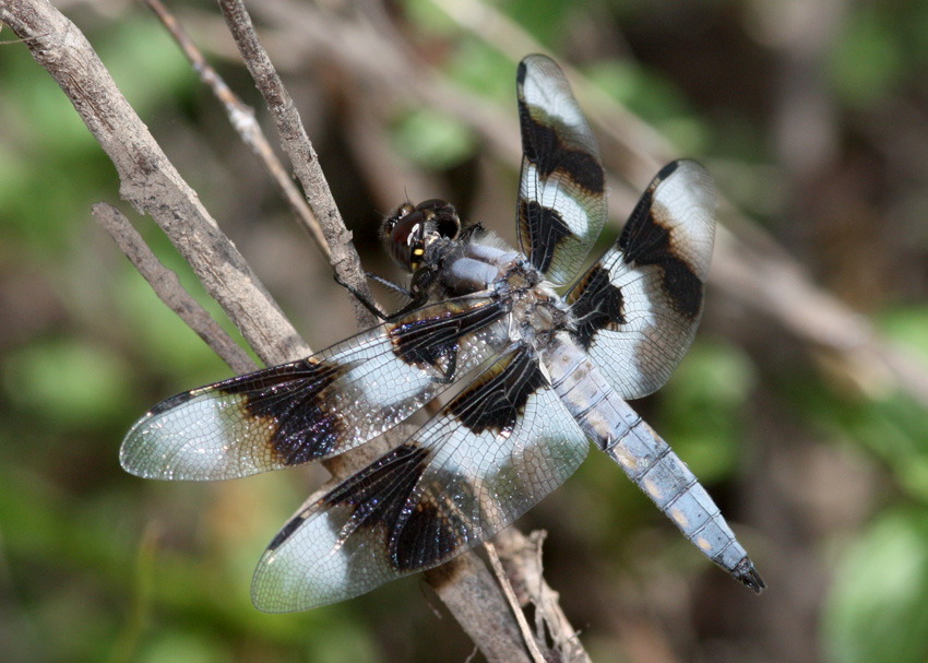 Eight-spotted Skimmer