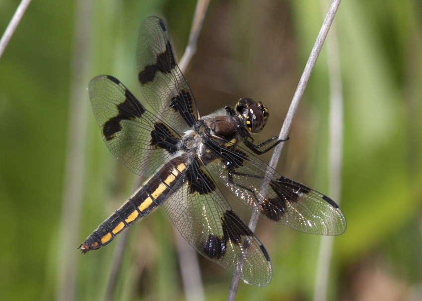 Eight-spotted Skimmer