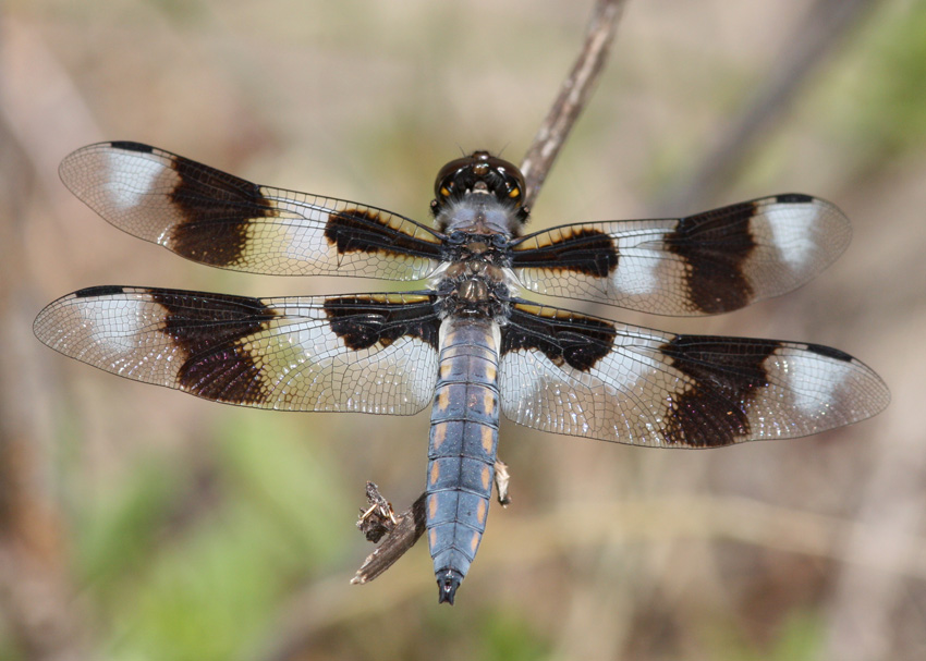 Eight-spotted Skimmer