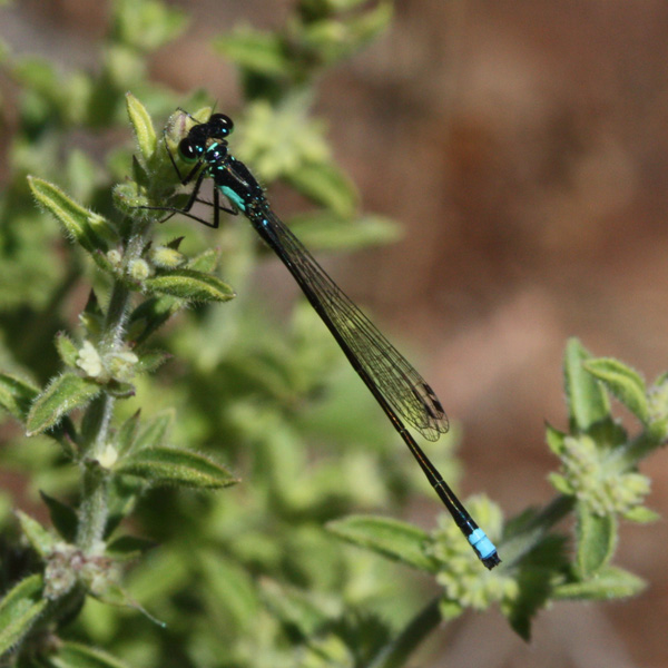 Pacific Forktail