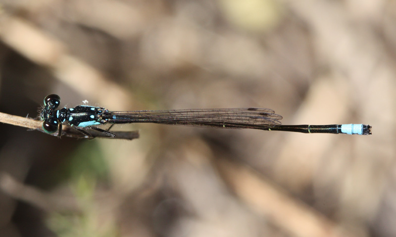 Pacific Forktail