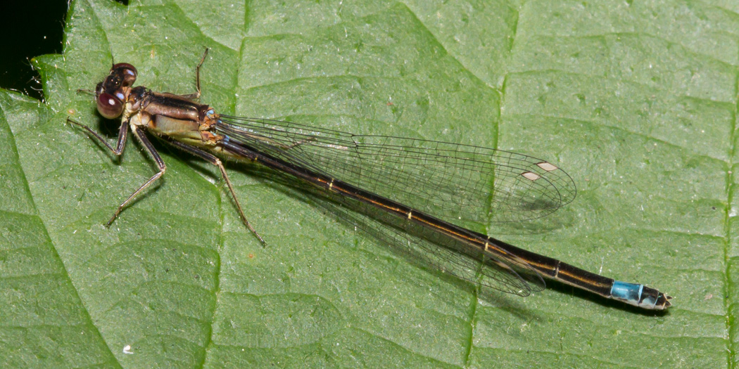 Pacific Forktail