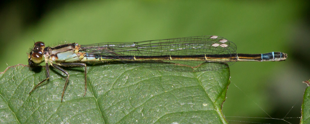 Pacific Forktail