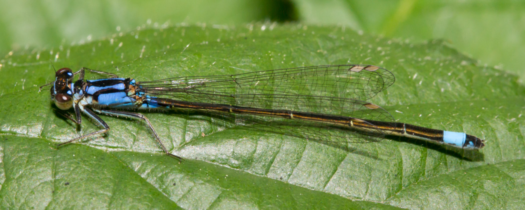 Pacific Forktail