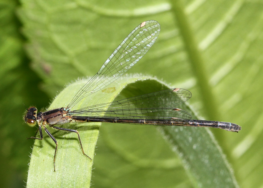 Pacific Forktail