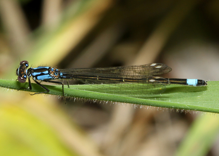 Pacific Forktail