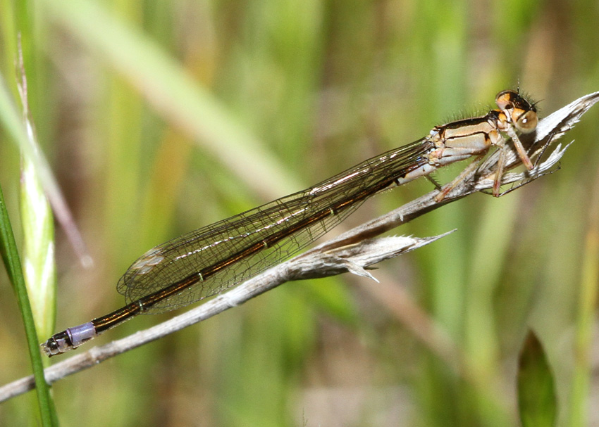 Pacific Forktail