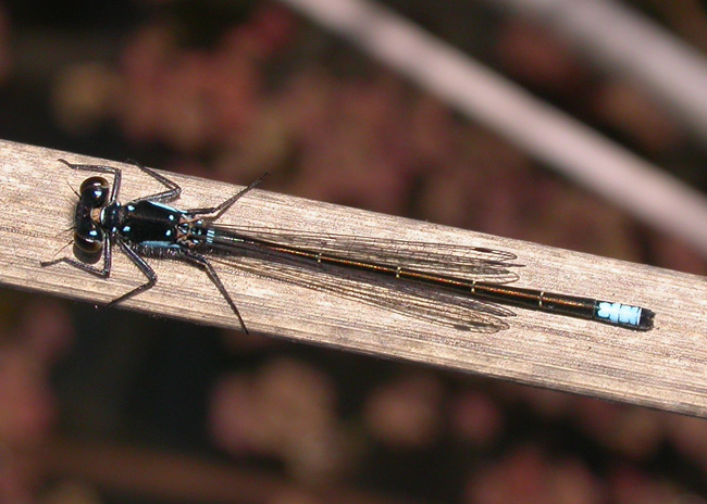 Pacific Forktail