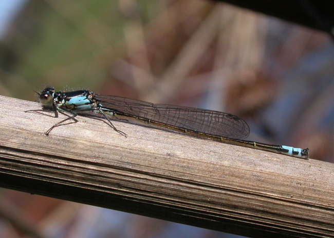 Pacific Forktail